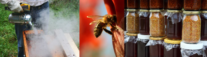 Recolte du miel, pots de miel et de pollen, abeille butinant
