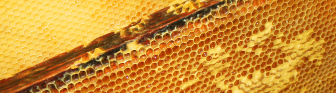 Recolte du miel, nid d'abeilles
