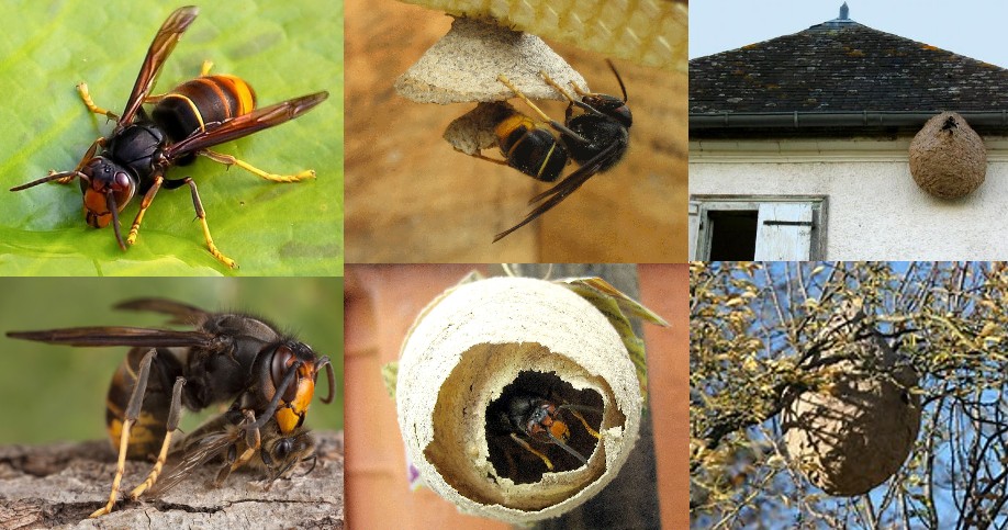 Vespa velutina dépeçant une abeille, nids primaires en construction et nids secondaires