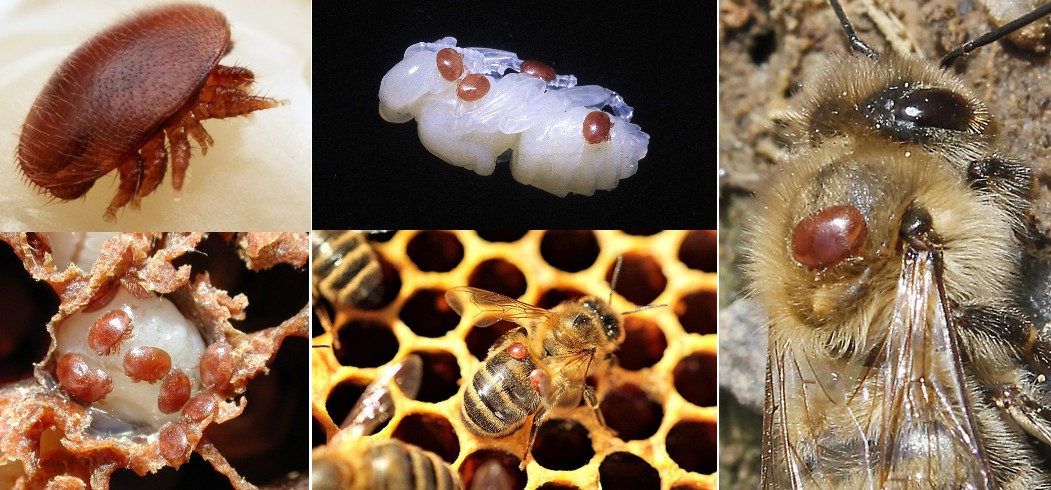 Varroa destructor sur larve et phorétique (sur abeille)